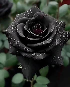 Beautiful Black Rose Bundle